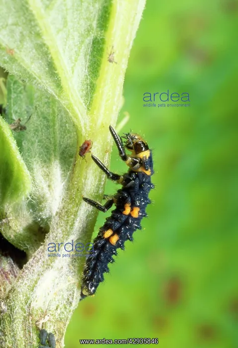 : Ladybird Larva : Ladybird Larva