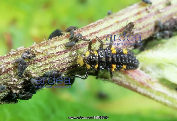 : Ladybird Larvae - feeding on aphids : Ladybird Larvae - feeding on aphids