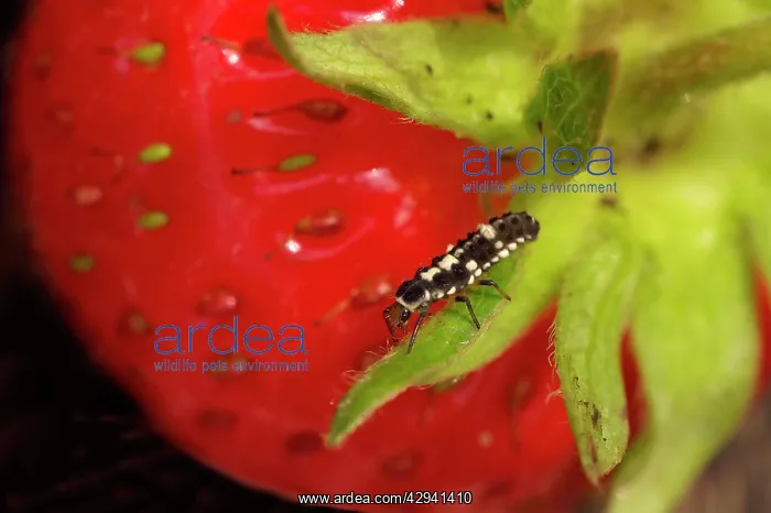 : Ladybird Larvae on Strawberry : Ladybird Larvae on Strawberry