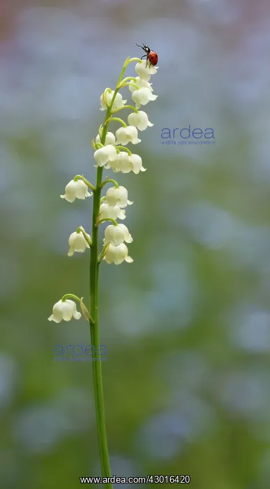 : Ladybird on top of Lily of the Valley (Convallaria : Ladybird on top of Lily of the Valley (Convallaria