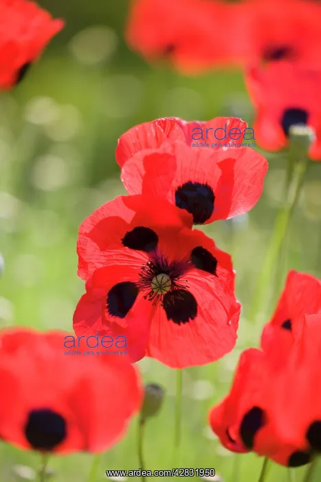  : Ladybird Poppies