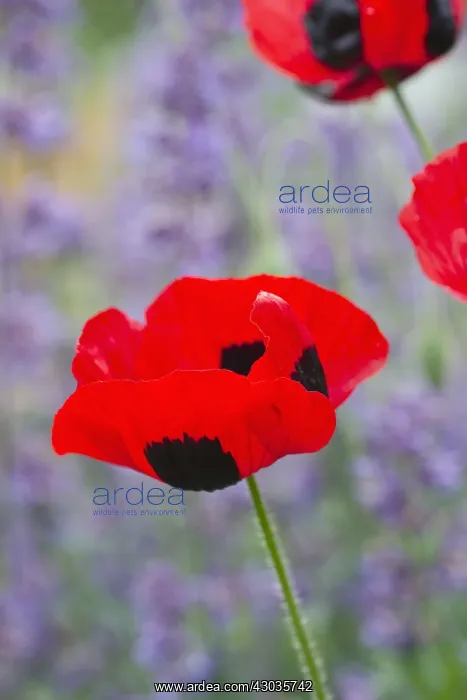 : Ladybird poppy flowers and Nepeta, Norfolk UK : Ladybird poppy flowers and Nepeta, Norfolk UK