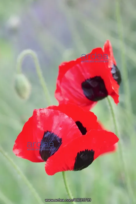  : Ladybird poppy flowers, Norfolk UK