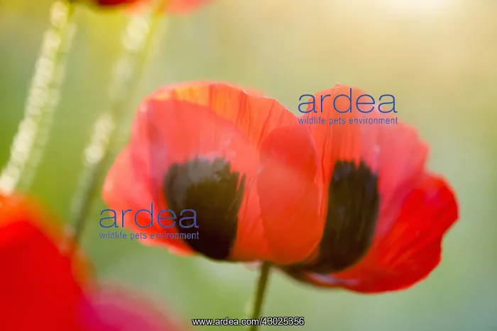 : Ladybird poppy flowers and sun flare, Norfolk UK : Ladybird poppy flowers and sun flare, Norfolk UK