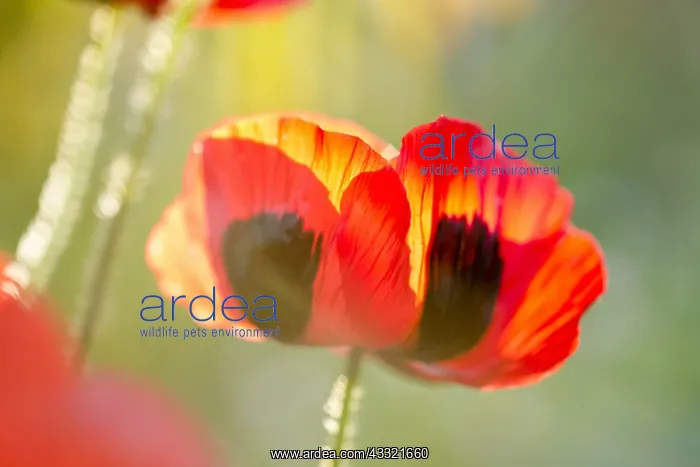 : Ladybird poppy flowers and sun flare, Norfolk UK : Ladybird poppy flowers and sun flare, Norfolk UK