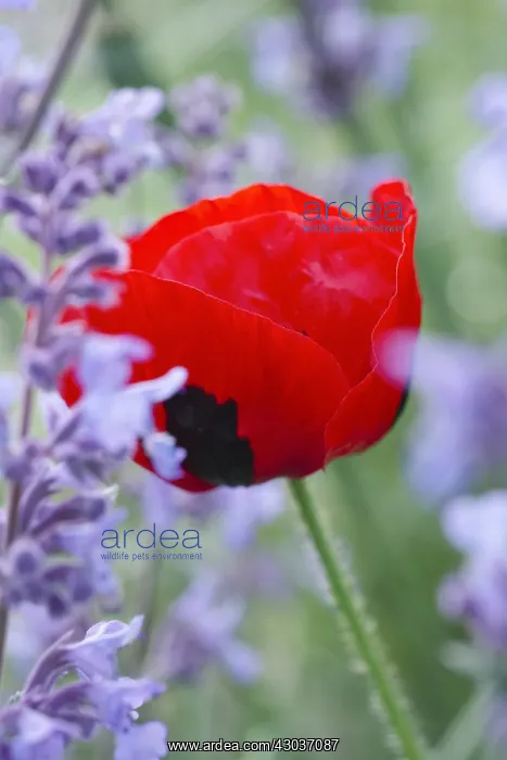: Ladybird Poppy and Nepeta - Norfolk UK : Ladybird Poppy and Nepeta - Norfolk UK
