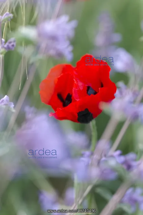 : Ladybird Poppy and Nepeta - Norfolk UK : Ladybird Poppy and Nepeta - Norfolk UK