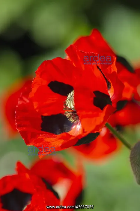 : Ladybird Poppy - Norfolk UK : Ladybird Poppy - Norfolk UK