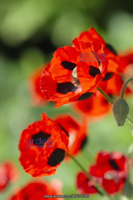 : Ladybird Poppy - Norfolk UK : Ladybird Poppy - Norfolk UK
