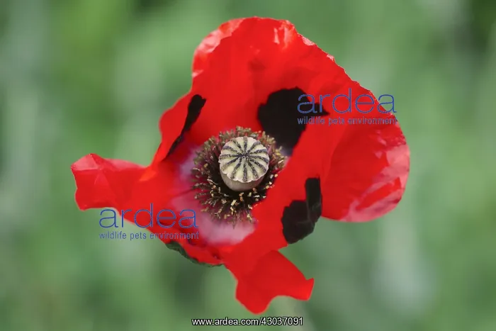 : Ladybird Poppy - Norfolk UK : Ladybird Poppy - Norfolk UK
