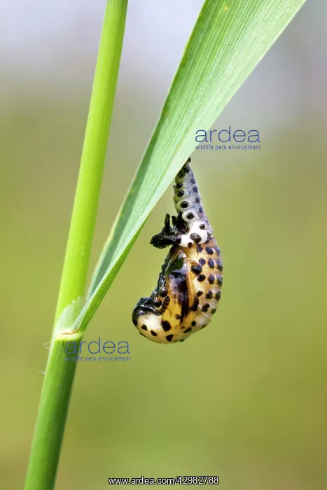 : Ladybird - pupal stage : Ladybird - pupal stage