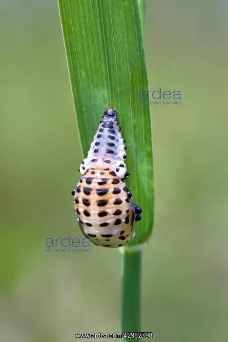 : Ladybird - pupal stage : Ladybird - pupal stage