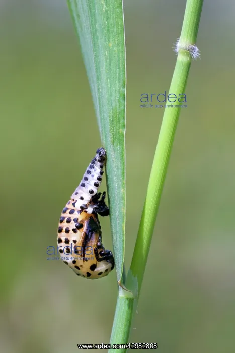 : Ladybird - pupal stage : Ladybird - pupal stage
