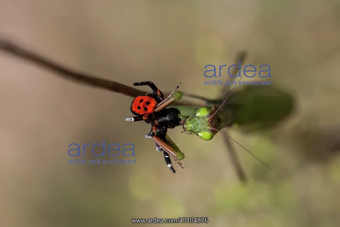 : Ladybird Spider : Ladybird Spider