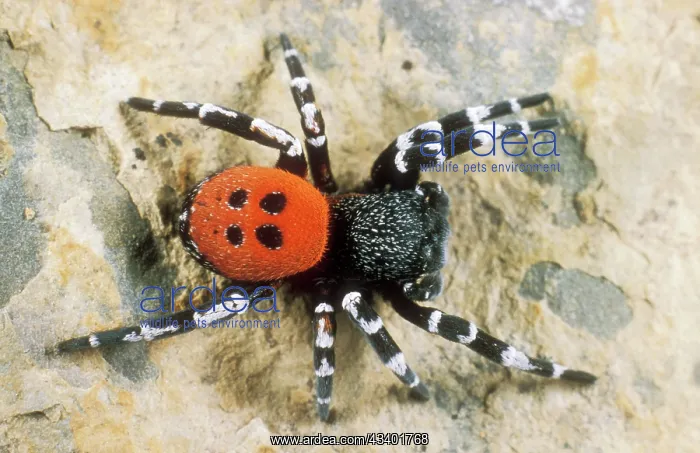 : Ladybird Spider : Ladybird Spider