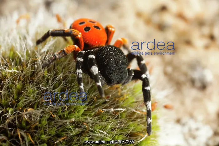 : ladybird spider (Eresus kollari) male, France : ladybird spider (Eresus kollari) male, France