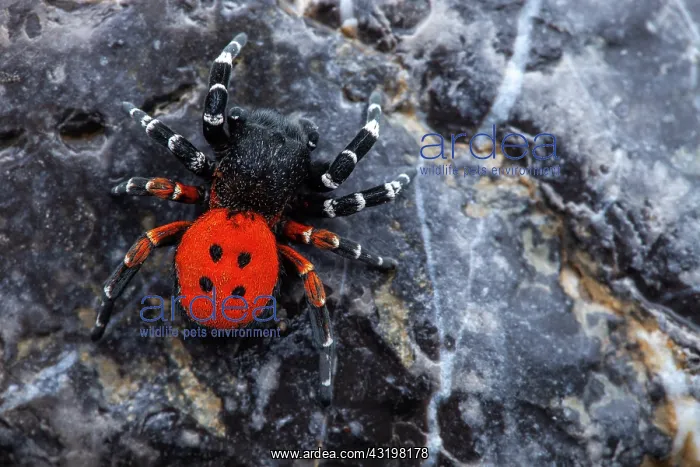 : Ladybird spider (Eresus niger) male on rock, Cayolle : Ladybird spider (Eresus niger) male on rock, Cayolle