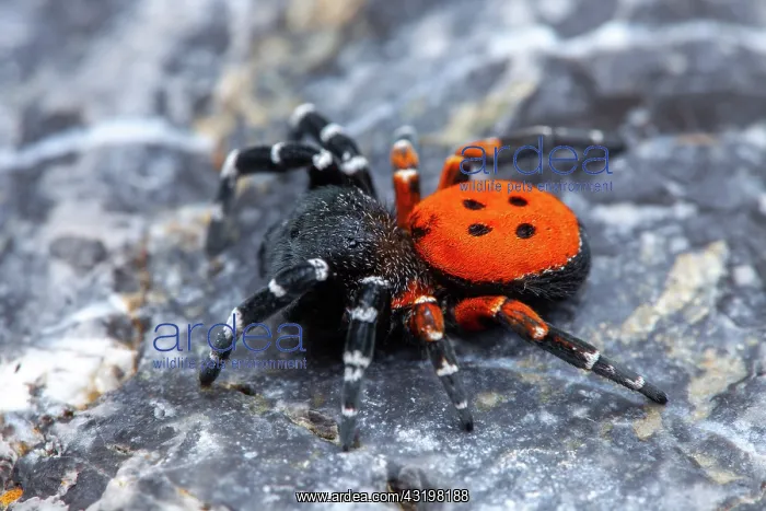 : Ladybird spider (Eresus niger) male on rock, Cayolle : Ladybird spider (Eresus niger) male on rock, Cayolle