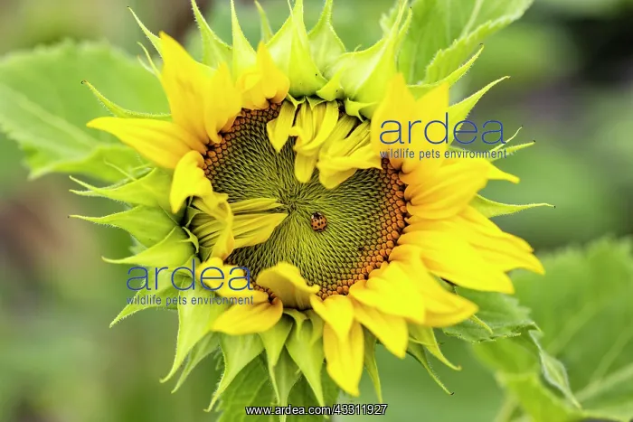  : Ladybird on a sunflower, Germany, Europe