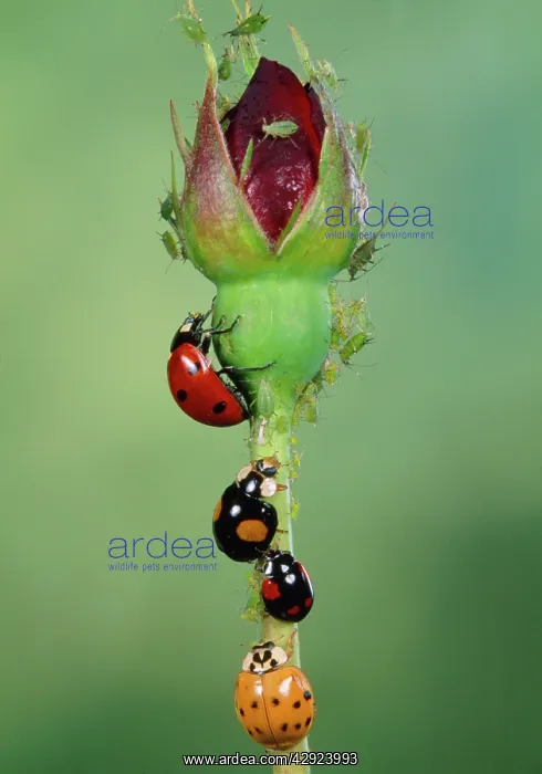 : Ladybird - various species with Green Aphids : Ladybird - various species with Green Aphids