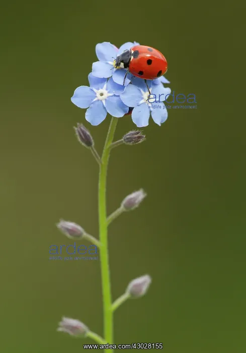 : Ladybird walking over Forget-Me-Not flowers (Myosotis) : Ladybird walking over Forget-Me-Not flowers (Myosotis)