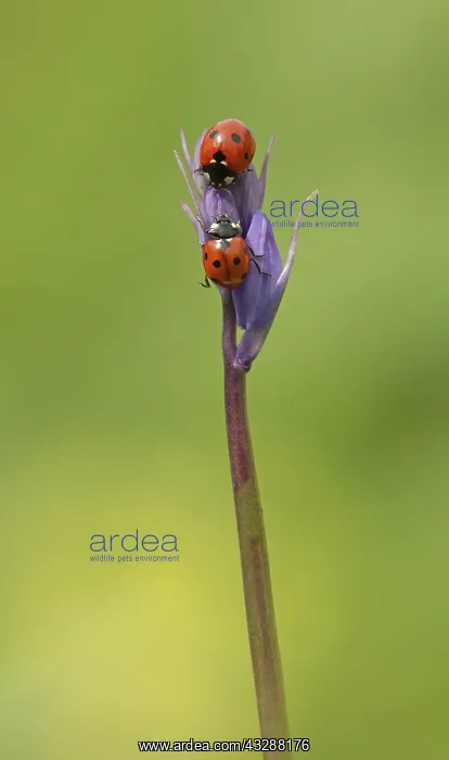 : Ladybirds - on Bluebell flower buds - Spring : Ladybirds - on Bluebell flower buds - Spring
