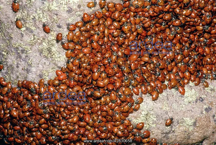 : LADYBIRDS - congregating on a rock : LADYBIRDS - congregating on a rock