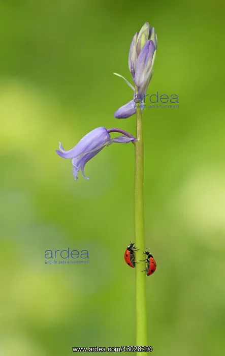 : Two ladybirds crawling up the stem of a non-native : Two ladybirds crawling up the stem of a non-native