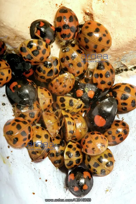 : Ladybirds - hibernation : Ladybirds - hibernation