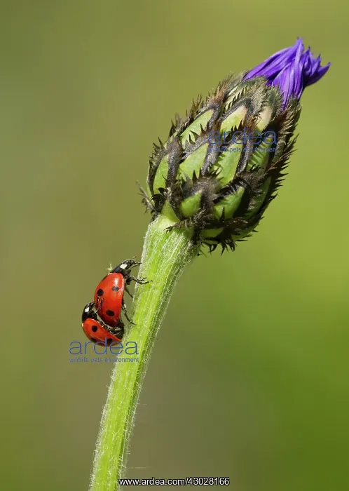 : Ladybirds mating on the stem of Greater Knapweed : Ladybirds mating on the stem of Greater Knapweed