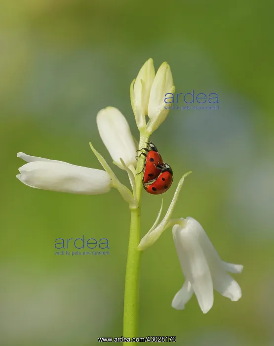 : Ladybirds mating on the stem of a non-native white : Ladybirds mating on the stem of a non-native white
