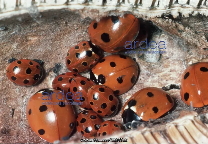 : LADYBIRDS - Overwinter in teasel : LADYBIRDS - Overwinter in teasel
