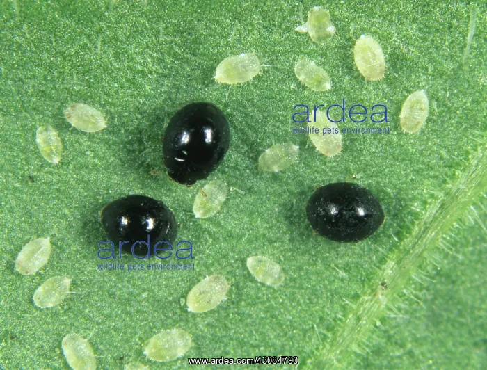 : Ladybirds preying on whitefly scales : Ladybirds preying on whitefly scales