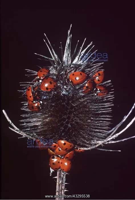  : LADYBIRDS - on teazle in winter