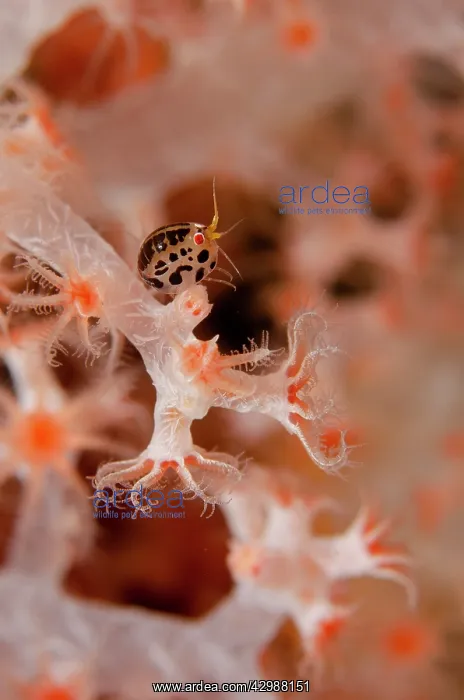 : Ladybug Amphipod on coral - Emerald dive site, Seraya : Ladybug Amphipod on coral - Emerald dive site, Seraya