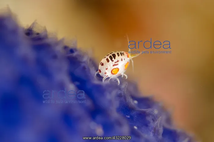 : Ladybug Amphipod (Cyproideidae sp.) adult, on blue : Ladybug Amphipod (Cyproideidae sp.) adult, on blue