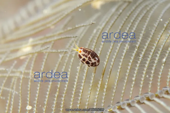 : Ladybug Amphipod - on hydroid - Jemeluk Bay Wall : Ladybug Amphipod - on hydroid - Jemeluk Bay Wall