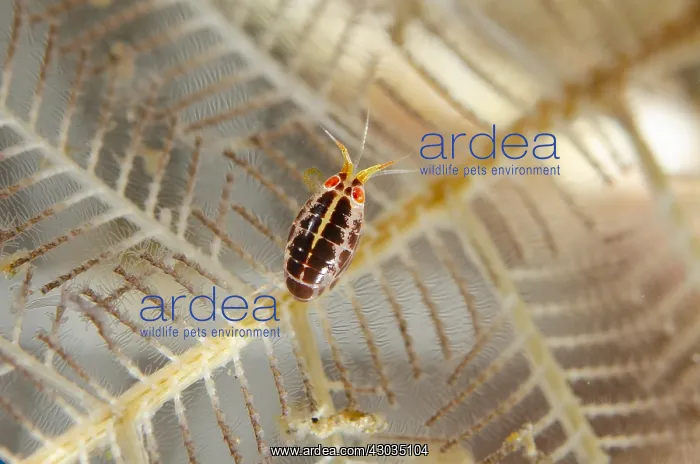 : Ladybug Amphipod - on hydroid - Jemeluk Bay Wall : Ladybug Amphipod - on hydroid - Jemeluk Bay Wall