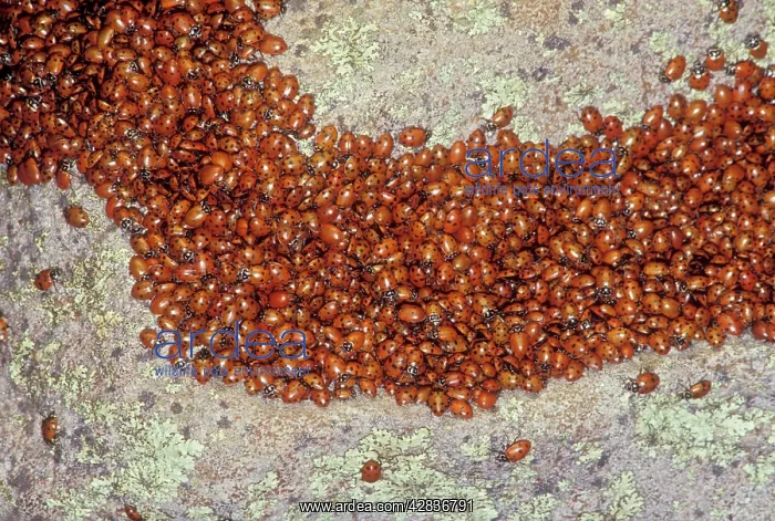  : Ladybug - Congregating on a rock