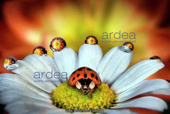 : Ladybug on a daisy, Parma, Italy : Ladybug on a daisy, Parma, Italy