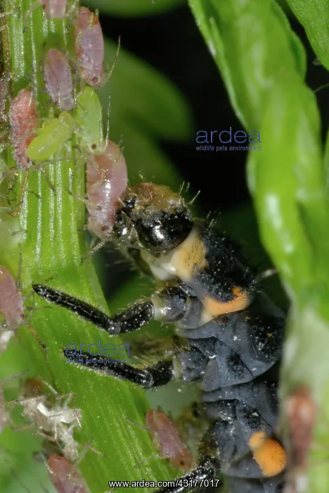 : Ladybug Larva eating Aphids : Ladybug Larva eating Aphids