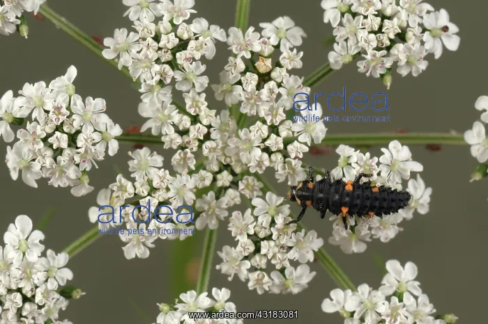 : Ladybug Larva on Fool's Parsley : Ladybug Larva on Fool's Parsley