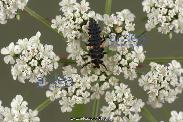 : Ladybug Larva on Fool's Parsley : Ladybug Larva on Fool's Parsley
