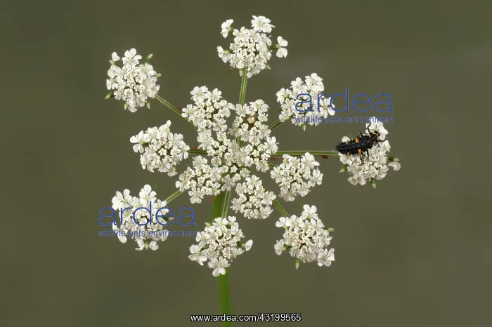 : Ladybug Larva on Fool's Parsley : Ladybug Larva on Fool's Parsley