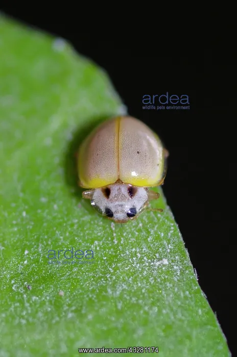 : Ladybug - on leaf - Klungkung, Bali, Indonesia : Ladybug - on leaf - Klungkung, Bali, Indonesia