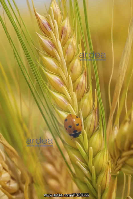 : A ladybug resting on ripe wheat in a serene field setting : A ladybug resting on ripe wheat in a serene field setting