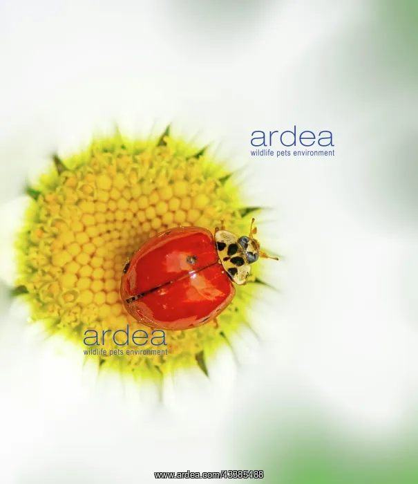 : Ladybug on a white daisy flower blossom : Ladybug on a white daisy flower blossom