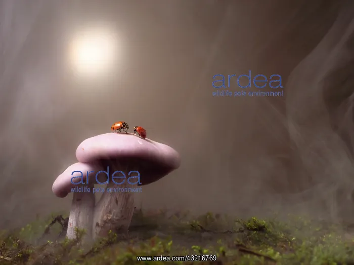 : Ladybugs of the genus Adalia on Clitocybe nuda fungi : Ladybugs of the genus Adalia on Clitocybe nuda fungi