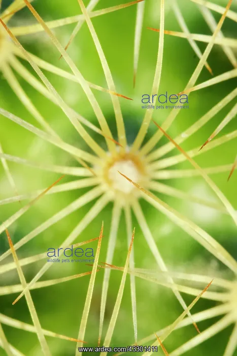  : Ladyfinger cactus