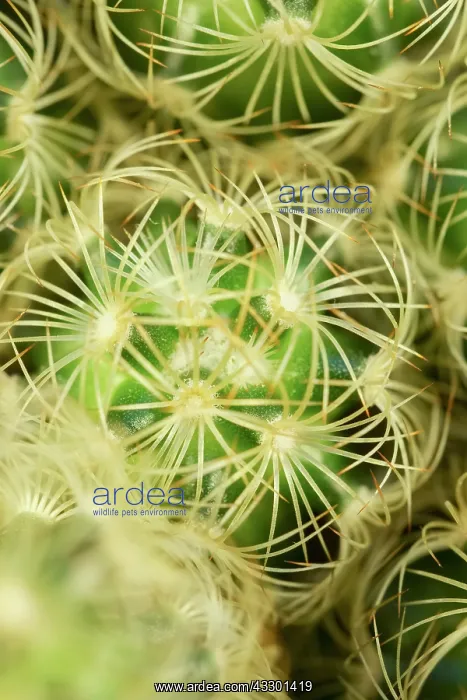  : Ladyfinger cactus